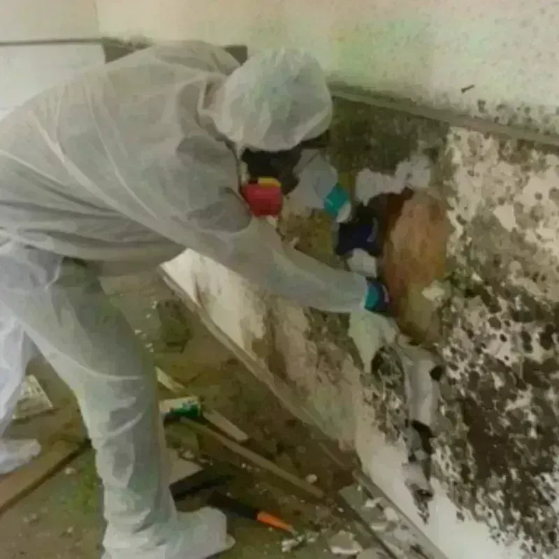 Mold Remediation and Removal in New Wilmington, PA